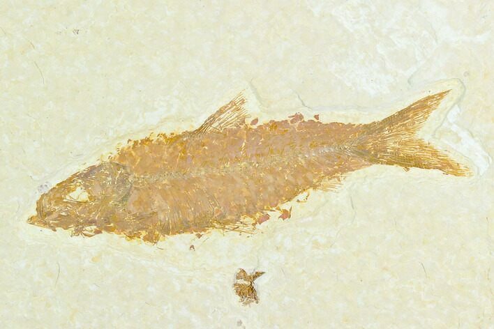 Fossil Fish (Knightia) - Green River Formation #122899